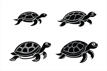 turtle illustration