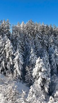 Paesaggio invernale. I rami degli Alberi carichi di neve fresca.
Suggestiva immagine verticale. Candida neve fresca appena caduta sui rami. Alba con il sole in controluce.