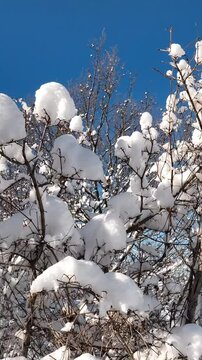 Paesaggio invernale. I rami degli Alberi carichi di neve fresca.
Suggestiva immagine verticale. Candida neve fresca appena caduta sui rami. Alba con il sole in controluce.