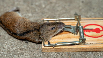 Mouse caught in a trap and is dead