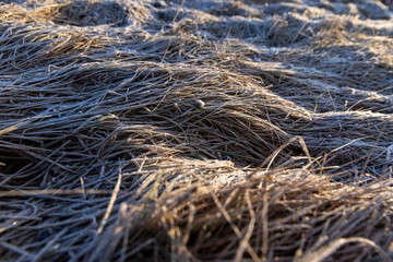 part of the field where the grass froze in winter