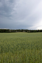 cloudy weather in a field with green unripe wheat