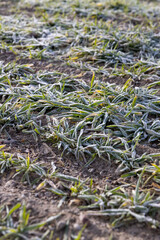 frozen in winter, green young frost-resistant wheat
