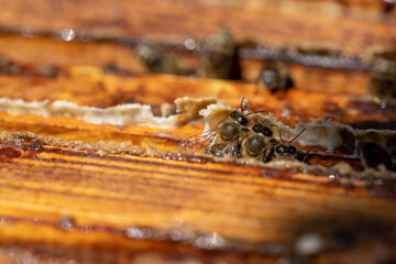 a bee hive with honey bees in sunny weather in summer