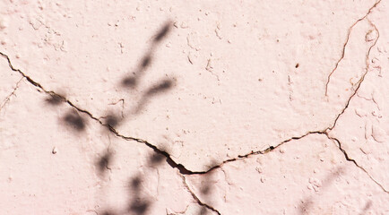 Fototapeta premium Abstract shadow of leaf tree on color wall