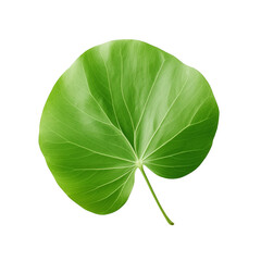 Obraz premium Large Green Leaf With Detailed Veins On White Background