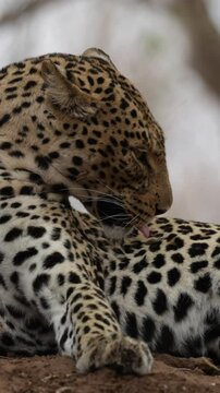 vertical video - a female leopard close-up