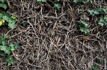 La Clayette (Burgundy, France). Close up picture of ivy growing back on a low wall outdoor, separating a field from the road around La Clayette (Burgundy, France).