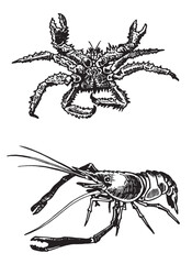 Graphical crab and shrimp on white background,vector illustration, seafood