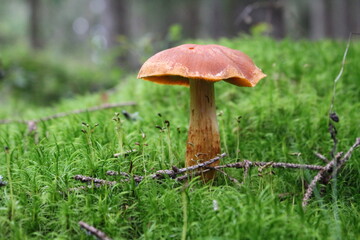 Close-up of a mushroom growing in a forest