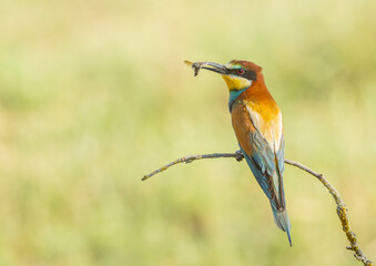 European bee-eater (Merops apiaster) with a wasp and a clean green background.