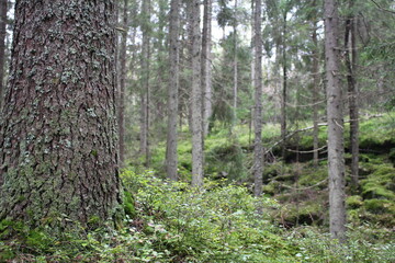 Pinetrees in nordic forest