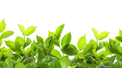 Obraz premium Bright green leaves forming a border around an empty space in the center, perfect for text.