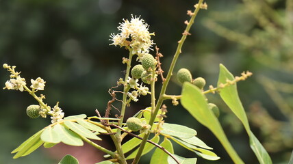 Tropical fruits young longan and flowers