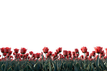 Tulips field on the horizon, isolated against a transparent background