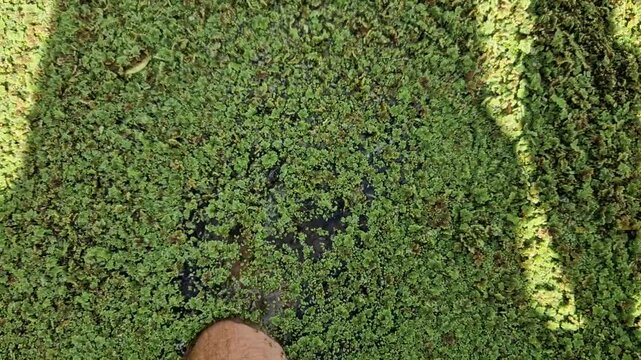 is a small, fast-growing fern, a native American species of the genus Azola. They are among the small freshwater ferns that float on the surface of the water