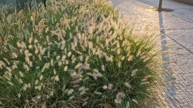 the cobblestone promenade is along the buff monokurni a bed of ornamental grass flowers waving in the wind like cornfields. business district with modern skyscraper