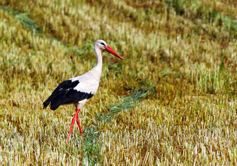 A stork walking gracefully through a golden field in early morning light, showcasing its striking black and white feathers