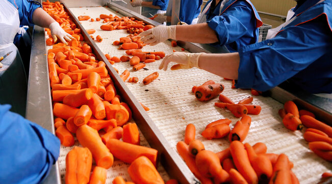 Workers examining and sorting fresh carrots on a conveyor system in a processing facility during daylight hours