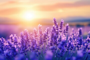 Fototapeta premium A lavender field glowing vibrant purple as the sun bathes the sky in soft pastel colors