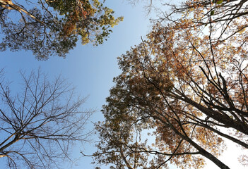 Trees in the spring, tree crowns