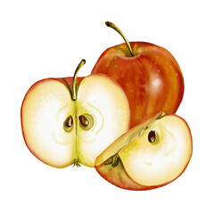 Composition of three apples. Whole, halved and quartered apples. The fruit is red. Watercolor illustration.