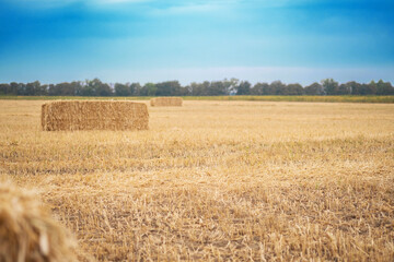Fototapeta premium Bales of hay resting in a golden field under a clear blue sky during the harvest season