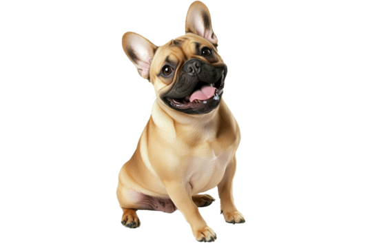 Adorable French bulldog sitting and smiling against a white background, capturing the playful and friendly nature of the breed.