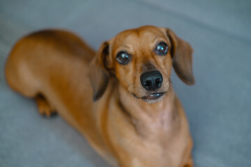 A playful dachshund relaxing comfortably on a soft rug in a cozy indoor space during daytime