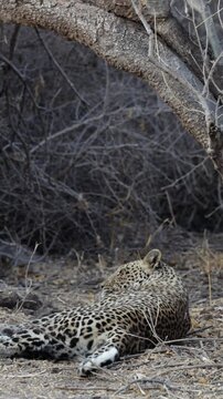 Vertical video - A mating pair of leopards