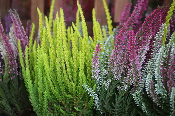 Blooming white and purple common heather. Calluna vulgaris background.