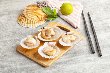 Raw natural scallop in its shell