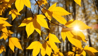A close-up of bright yellow birch leaves glowing in the low afternoon sunlight.