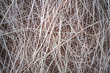 Natural background, texture, interweaving of beige shrub fibers