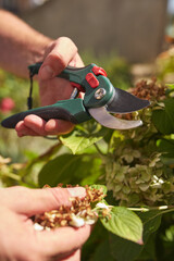 Gardener using pruning shears, taking care of roses, plants and other flowers.