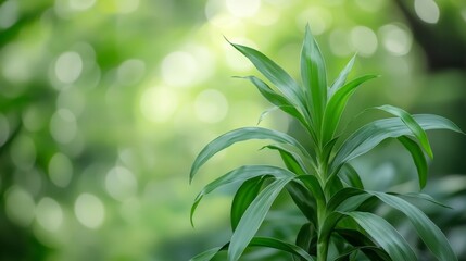 Plant Photography of Staghorn Fern Leaves