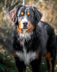Bernersennenhund