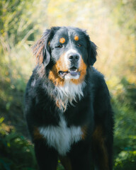 Bernersennenhund