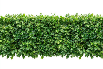 Obraz premium green grass background