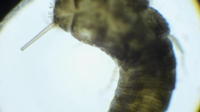 Slow-motion microscope footage of a silverfish insect, showing its silver body, long, thin antennae, and the bristles at its tail end in detail.