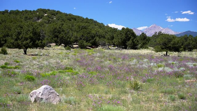 Wildflowers purple summer Buena Vista Rocky mountain Collegiate Peaks 14ers landscape tree grass forest open space land Chaffee County Arkansas River hiking trails bluesky sunny wind morning afternoon