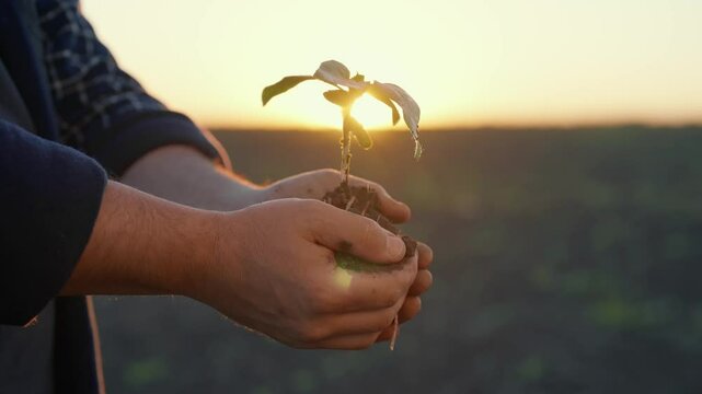Farmer or botanist holding small plant sprout in hands, closeup view, farming. Farm worker planting seeding with clod of earth, man folding palms for save roots of little green plant, agriculture