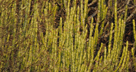 Jaipur, Rajasthan, India. Close-up View Evergreen Horsetail Growth At Hill. Vegetative Growth. Equisetum Ramosissimum Or Branched Horsetail. Equisetum Ramosissimum Huegelii Milde Christenh. Equisteum