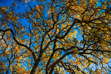 Autumn leaves and branches create a colorful canopy, set against a vivid blue sky, showcasing the...