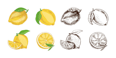 Hand drawn vector lemon sketch. Plant with leaves. Lemon, slice and lemon half. Сitrus. Orange, 
grapefruit. Vector illustration. Great for poster, menu or label.