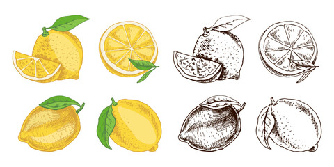 Hand drawn vector lemon sketch. Plant with leaves. Lemon, slice and lemon half. Сitrus. Orange, 
grapefruit. Vector illustration. Great for poster, menu or label.
