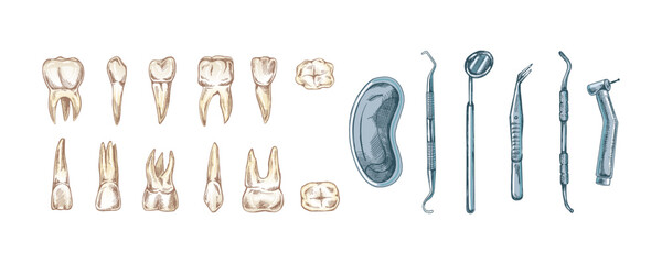 Stomatology hand drawn set. Toothache treatment. Teeth sketch. Different types of human tooth. Engraving fangs and molars.