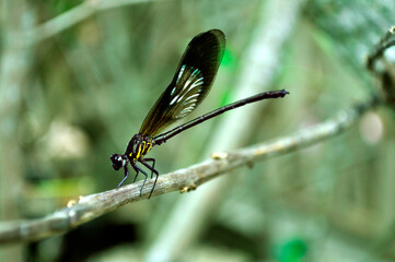 Dragonfly resting on a tree branch with blurry background