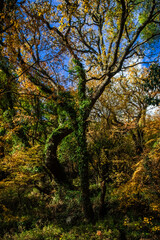 In a lush forest, a large tree stands tall, elegantly wrapped in vibrant green ivy. Surrounding foliage showcases brilliant autumn colors under a clear afternoon sky.