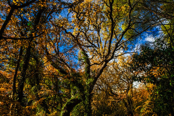 A vibrant display of autumn foliage capturing the essence of a tranquil forest in October. Serene forest filled with a vibrant array of autumn colors, showcasing orange and yellow leaves against  sky.
